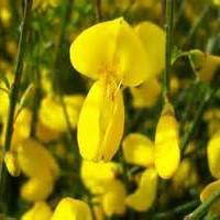 Cytisus scoparius 30-40 cm