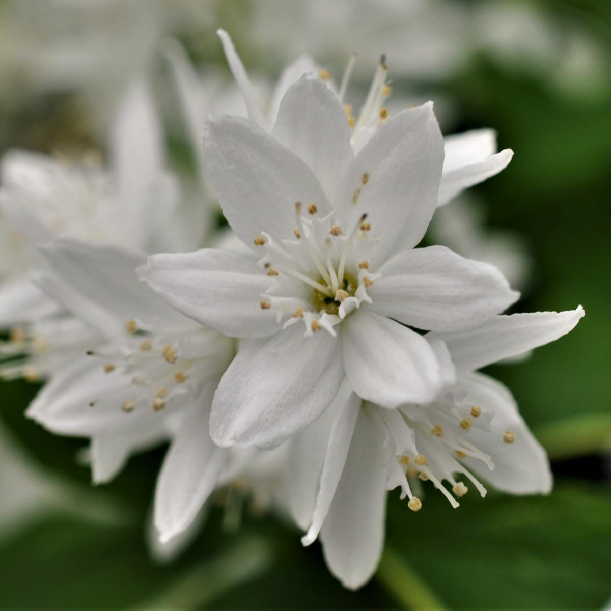 Deutzia gracilis <span class="hidden specialOffer"></span>