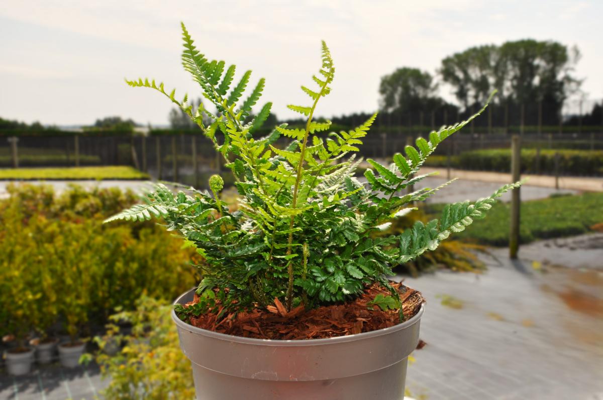 Dryopteris affinis