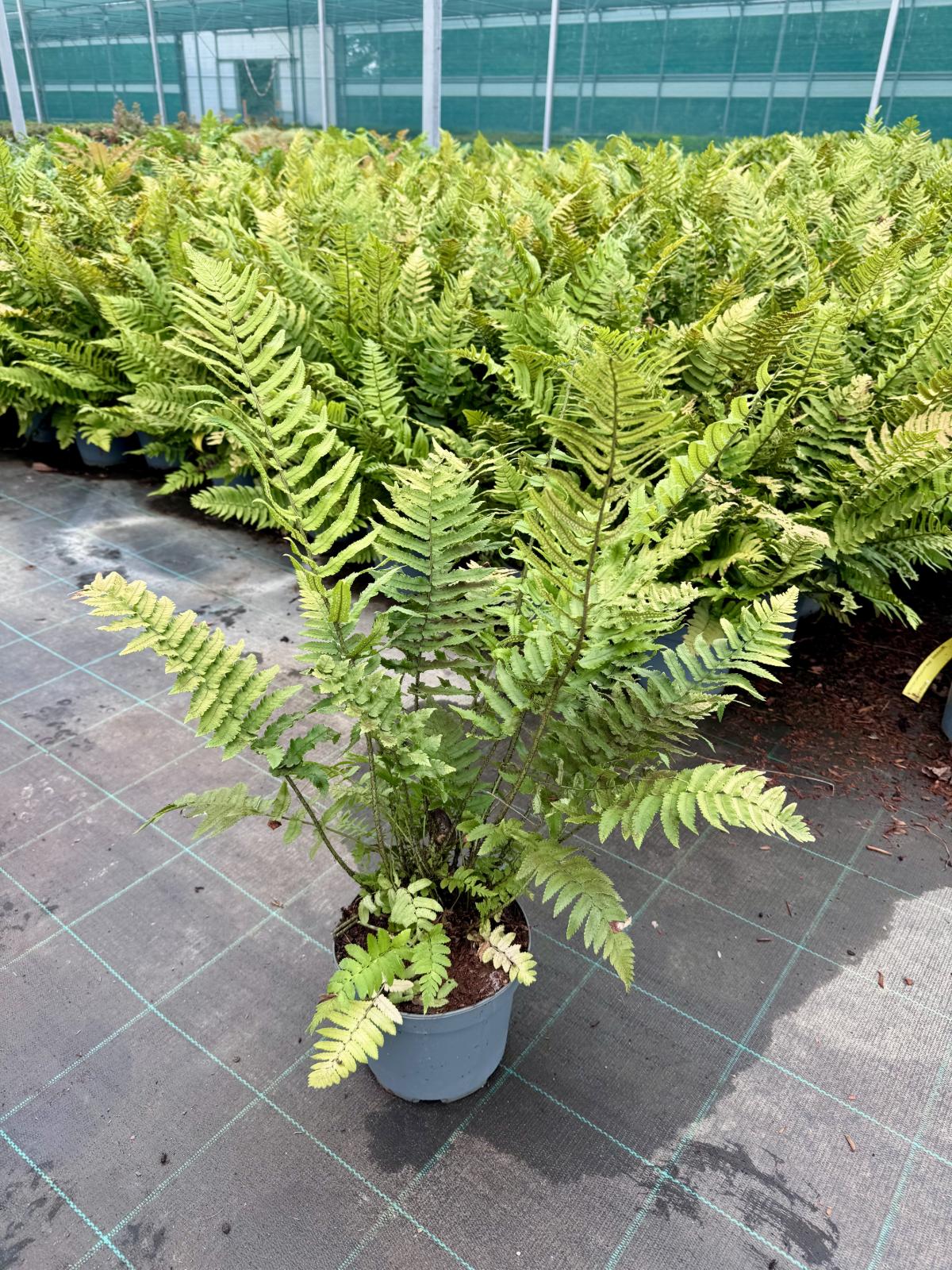 Dryopteris cycadina