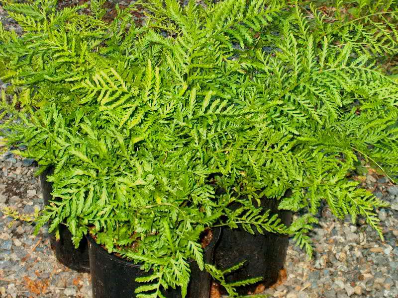 Dryopteris filix-mas 'Linearis' ---