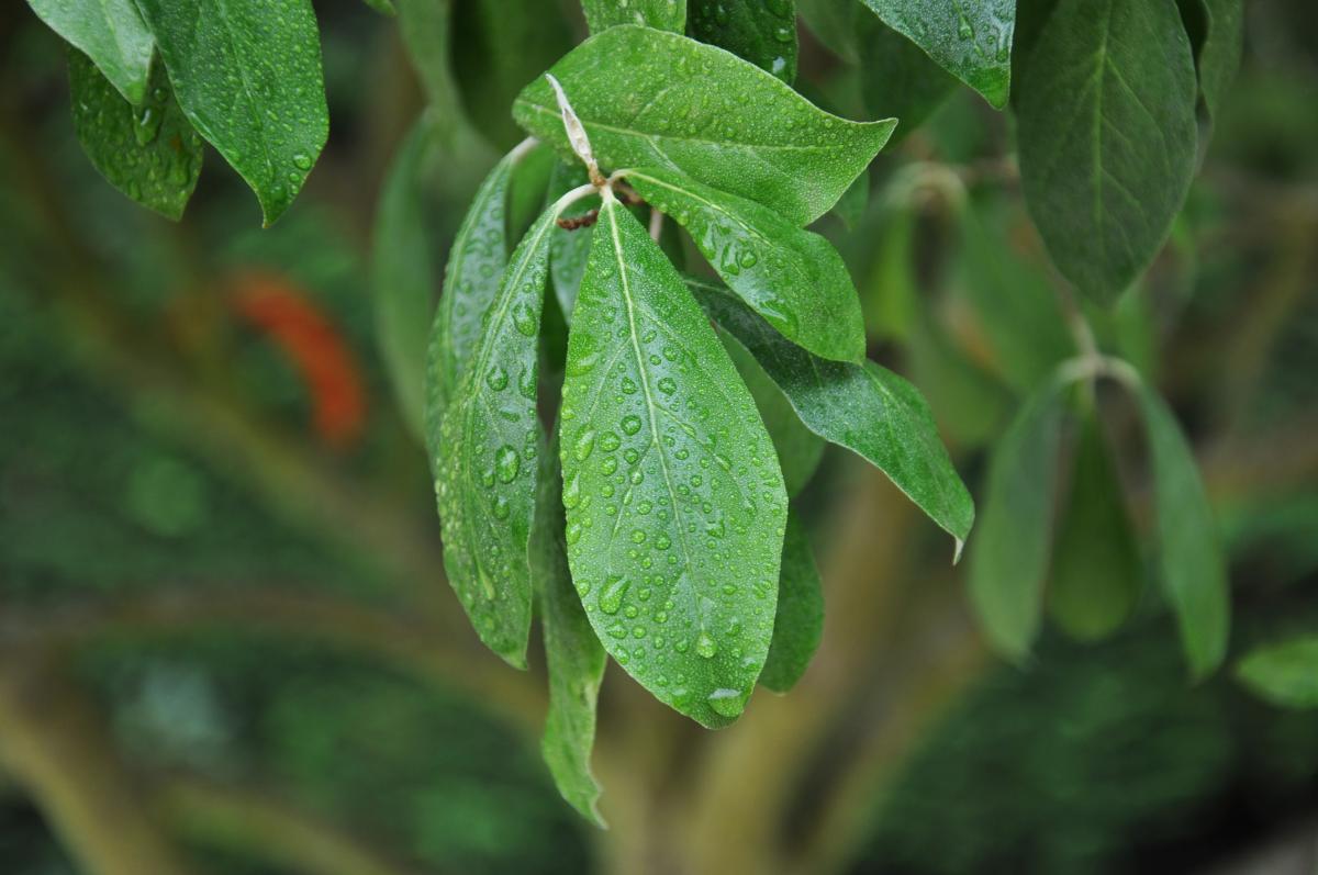 Elaeagnus umbellata 250-300 cm