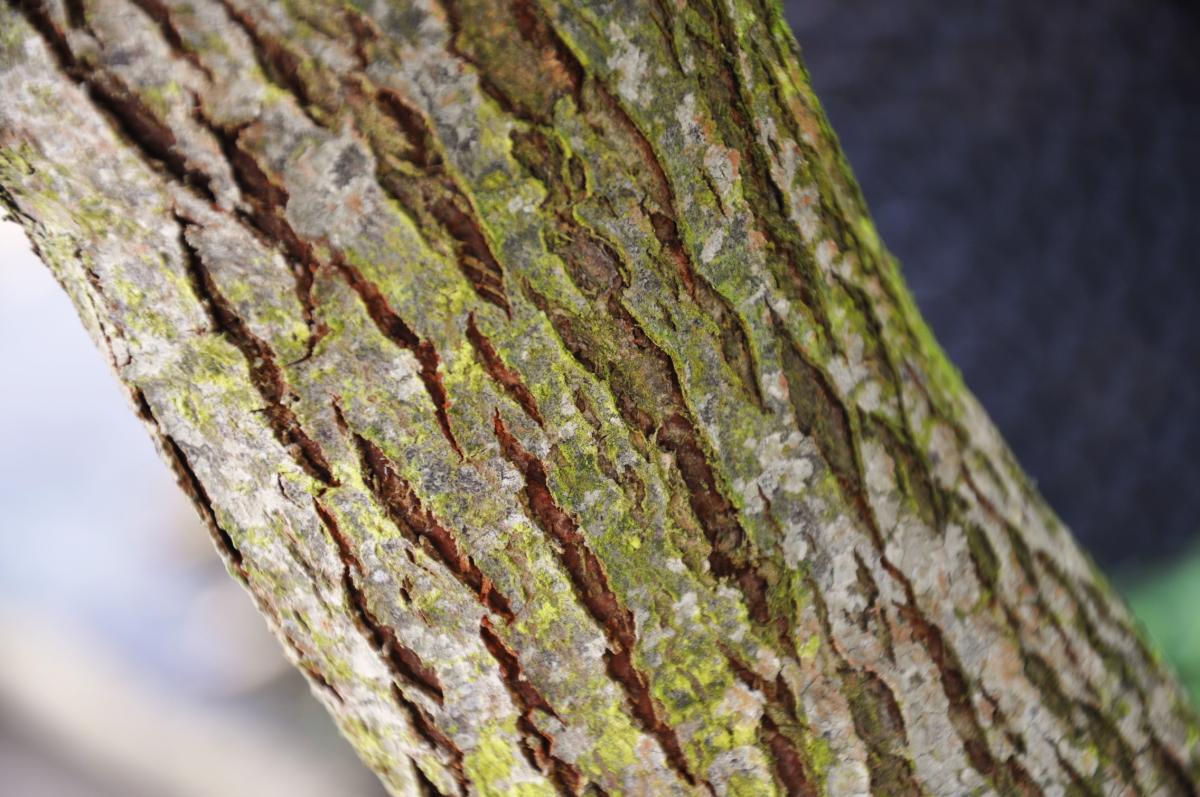 Elaeagnus umbellata 250-300 cm