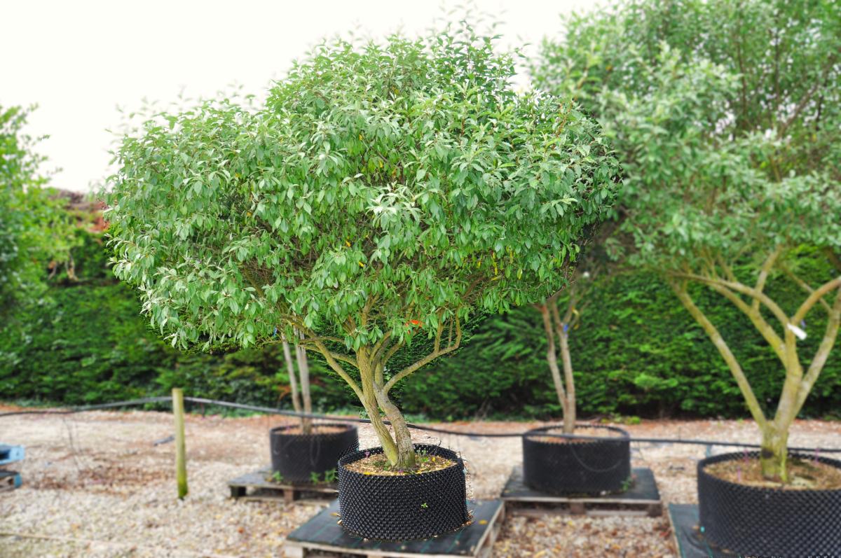 Elaeagnus umbellata 250-300 cm