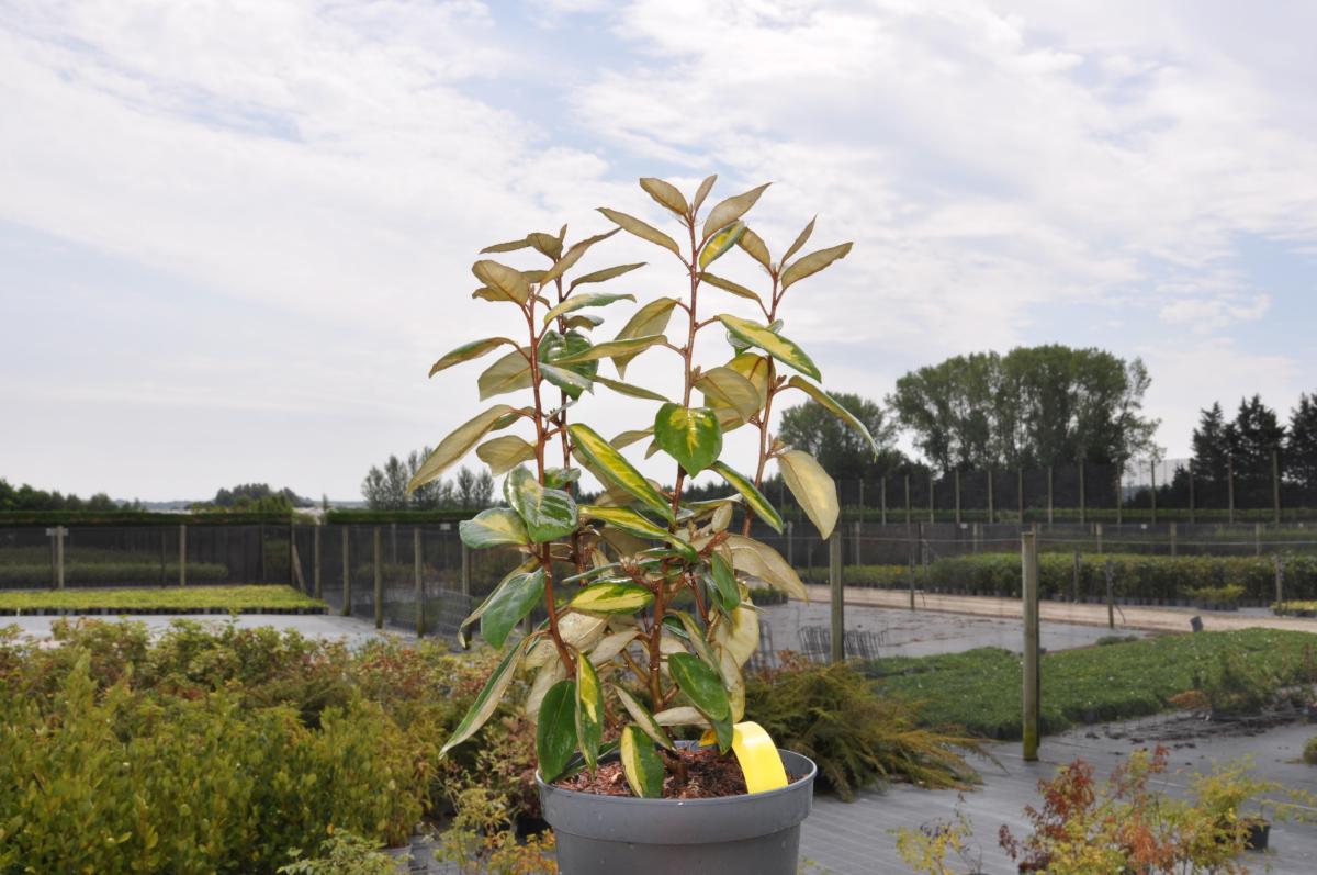Elaeagnus x submacrophylla 'Limelight'