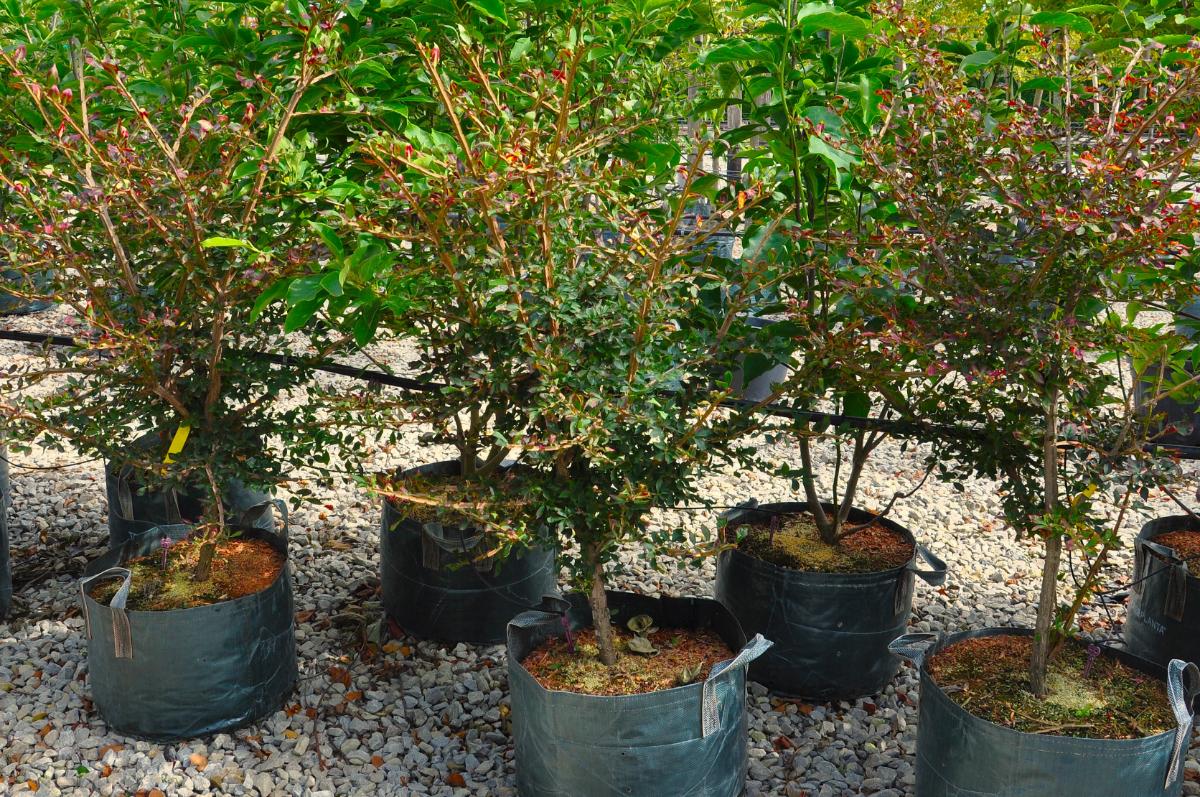 Euonymus alatus