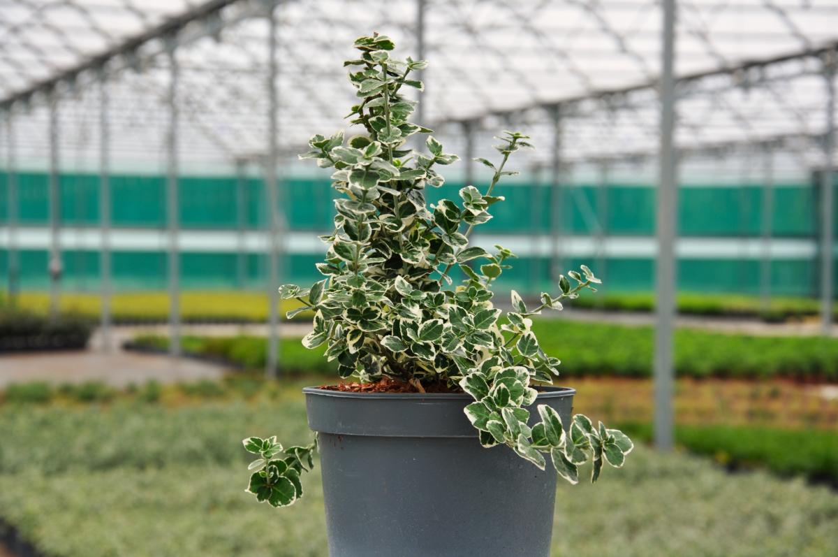 Euonymus fortunei 'Emerald Gaiety'