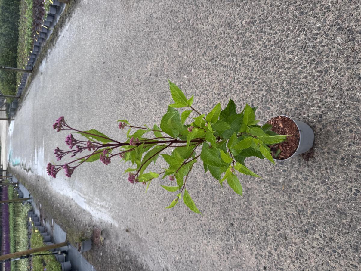 Eupatorium purpureum ssp. maculatum 'Atropurpureum'