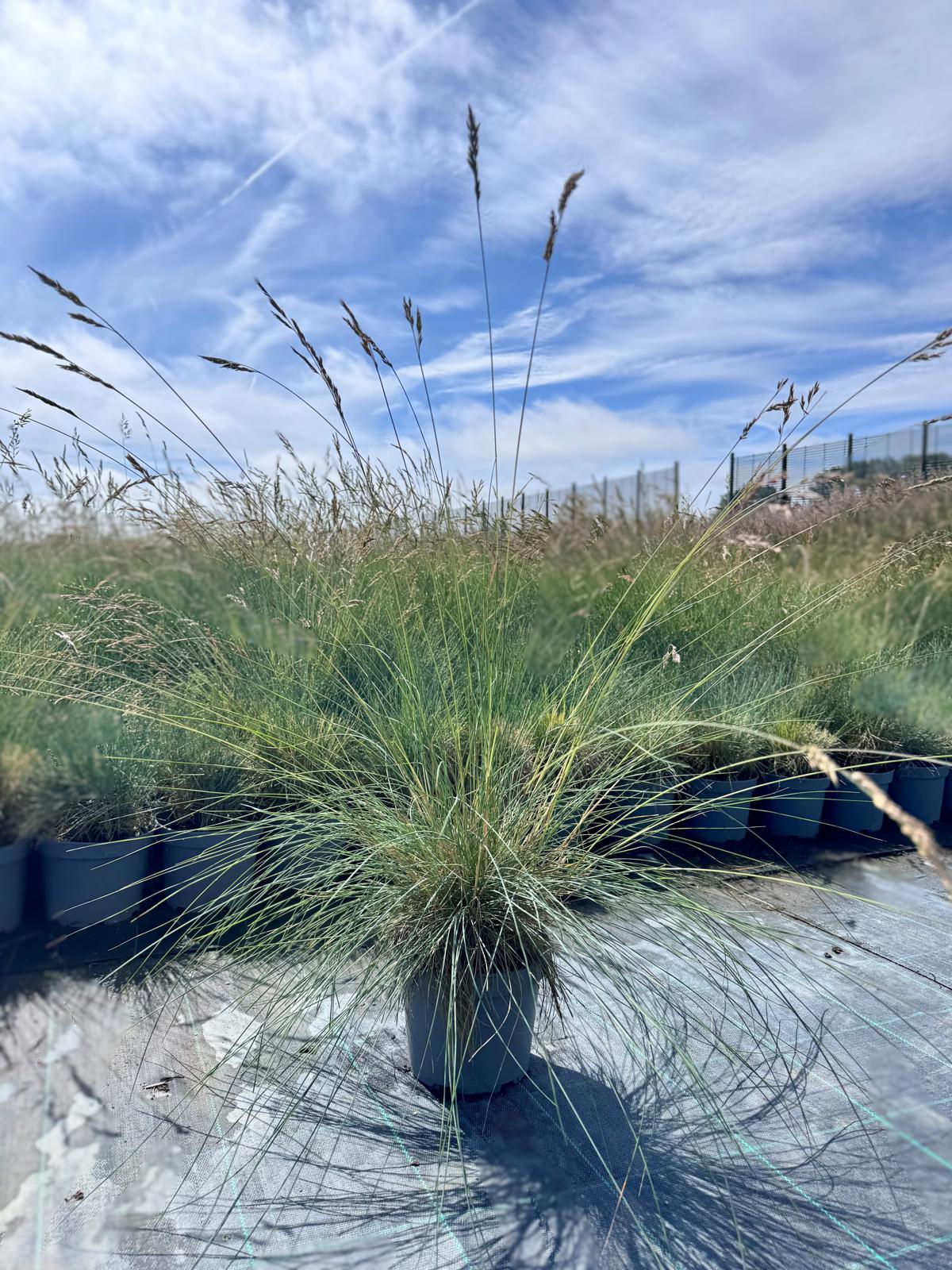 Festuca glauca ---