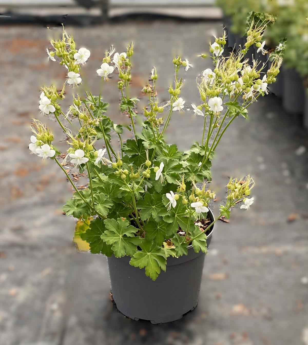 Geranium macrorrhizum 'White-Ness' ---