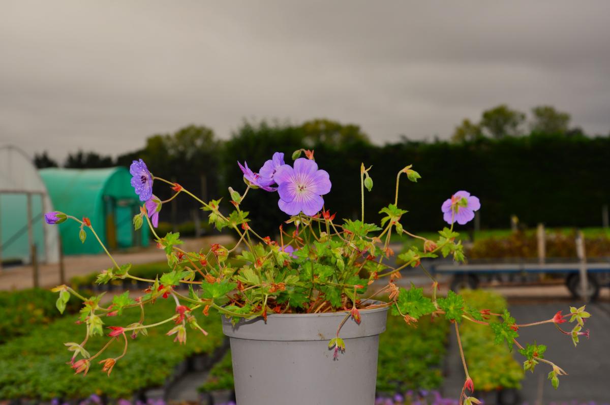 Geranium 'Rozanne'