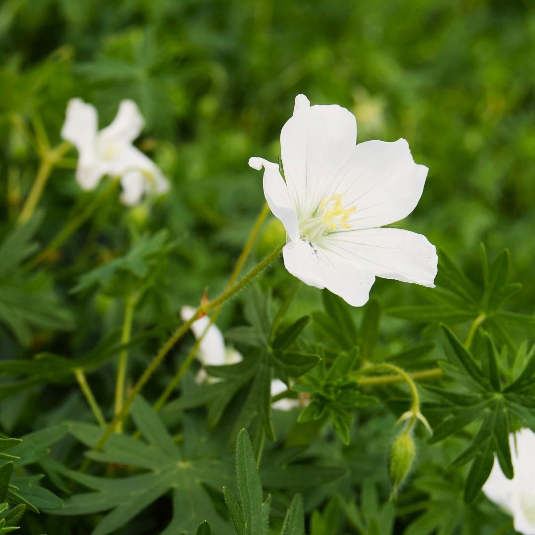 Geranium sanguineum 'Album' ---