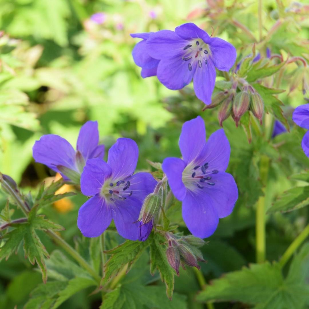 Geranium sylvaticum 'Mayflower' ---