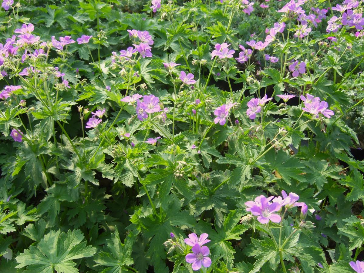 Geranium sylvaticum 'Mayflower' ---