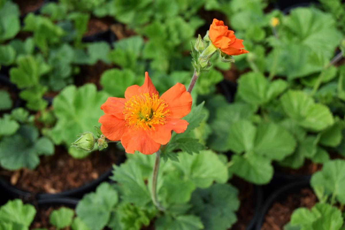 Geum 'Borisii'