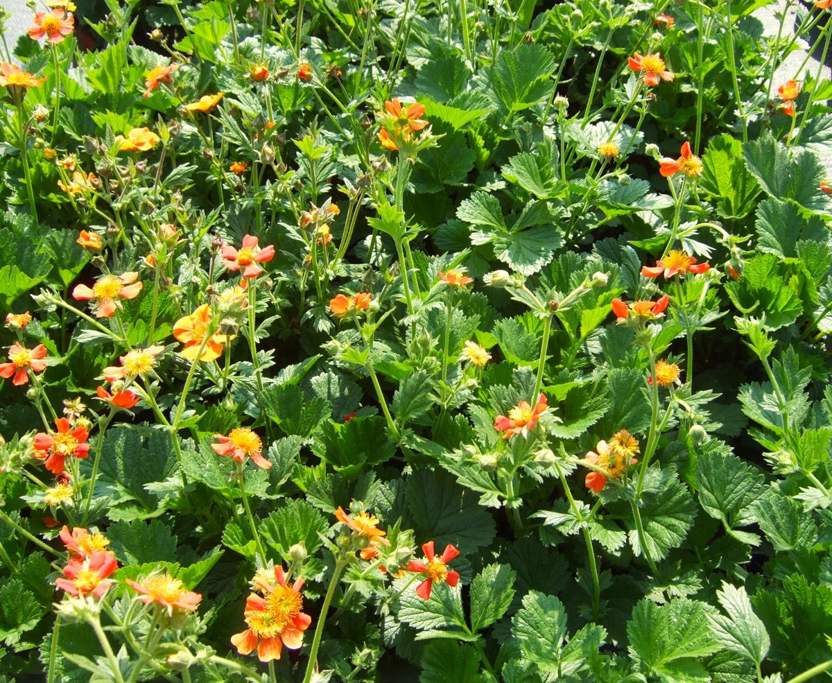 Geum 'Borisii' ---