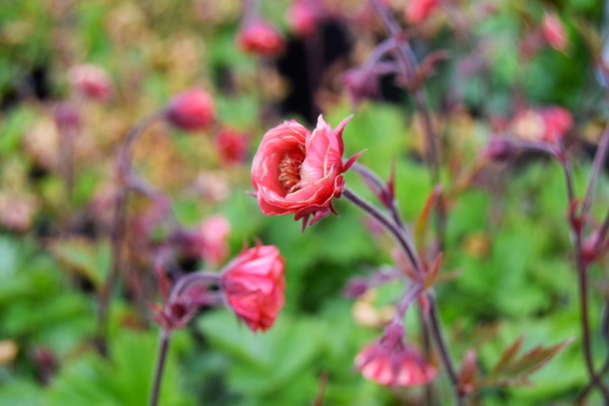 Geum 'Flames of Passion' ® ---