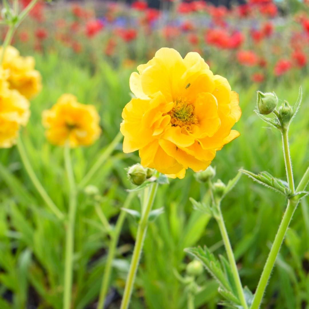 Geum 'Lady Stratheden' ---