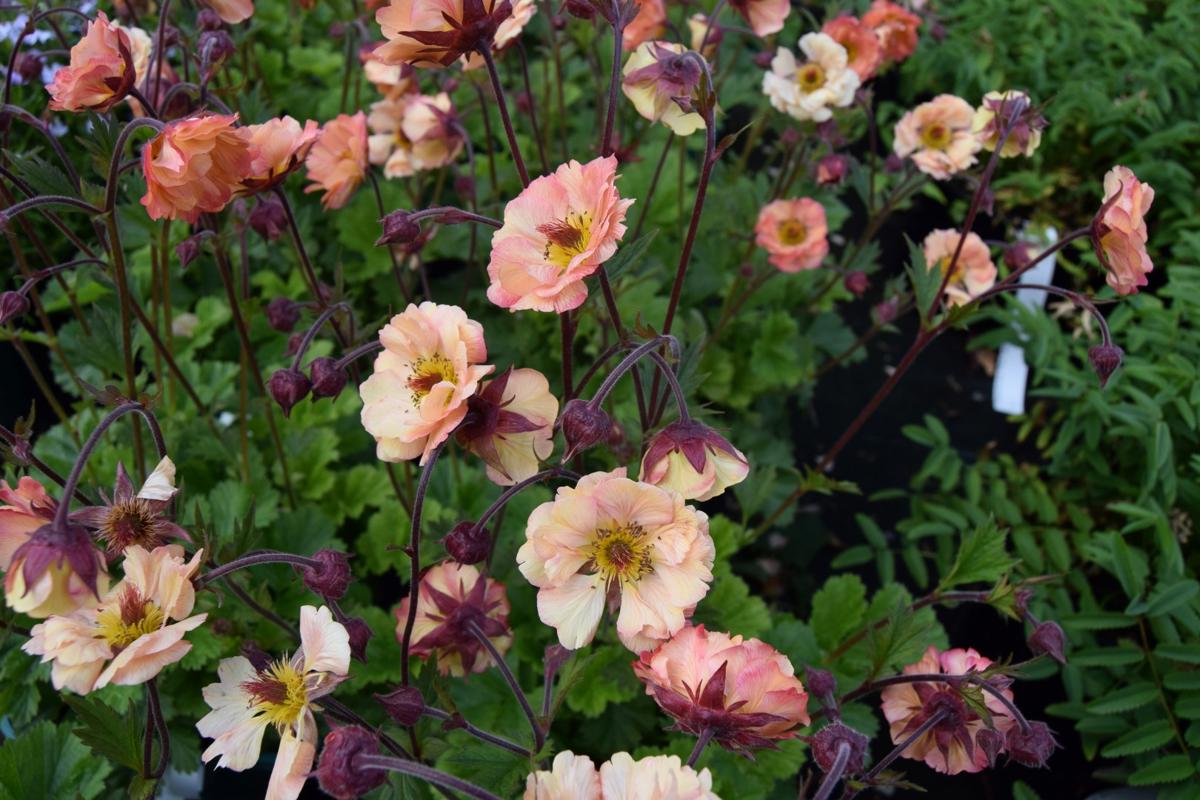 Geum 'Mai Tai'