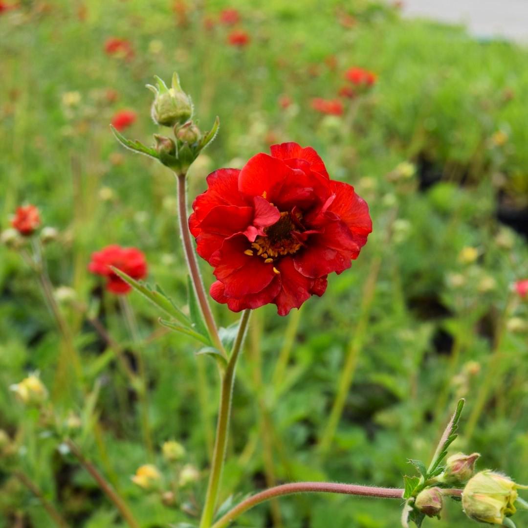 Geum 'Mrs J Bradshaw' ---