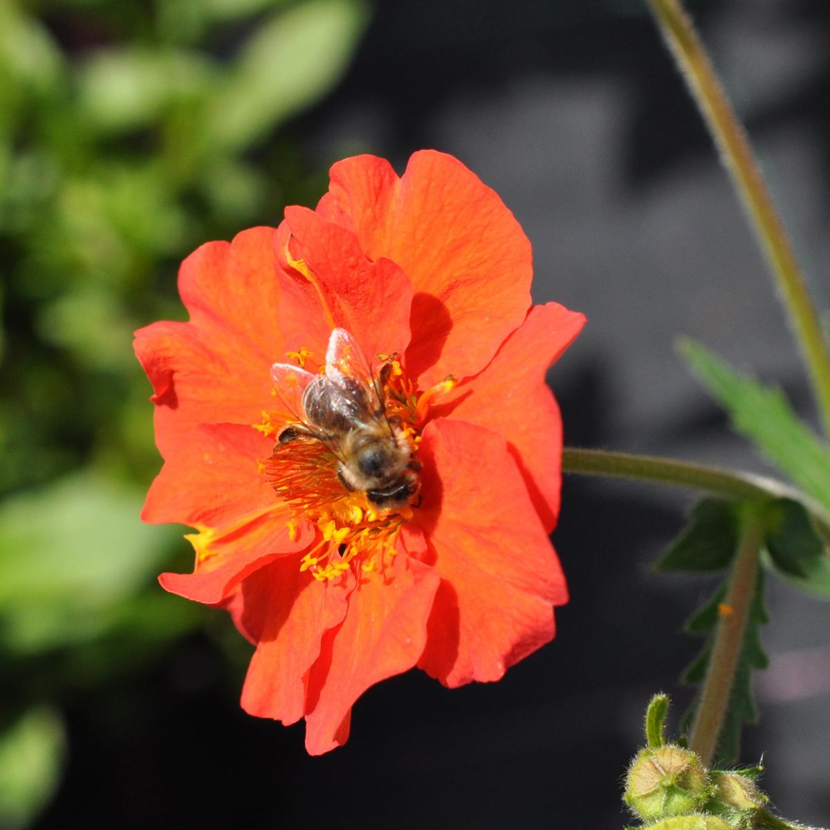 Geum 'Mrs J Bradshaw' ---