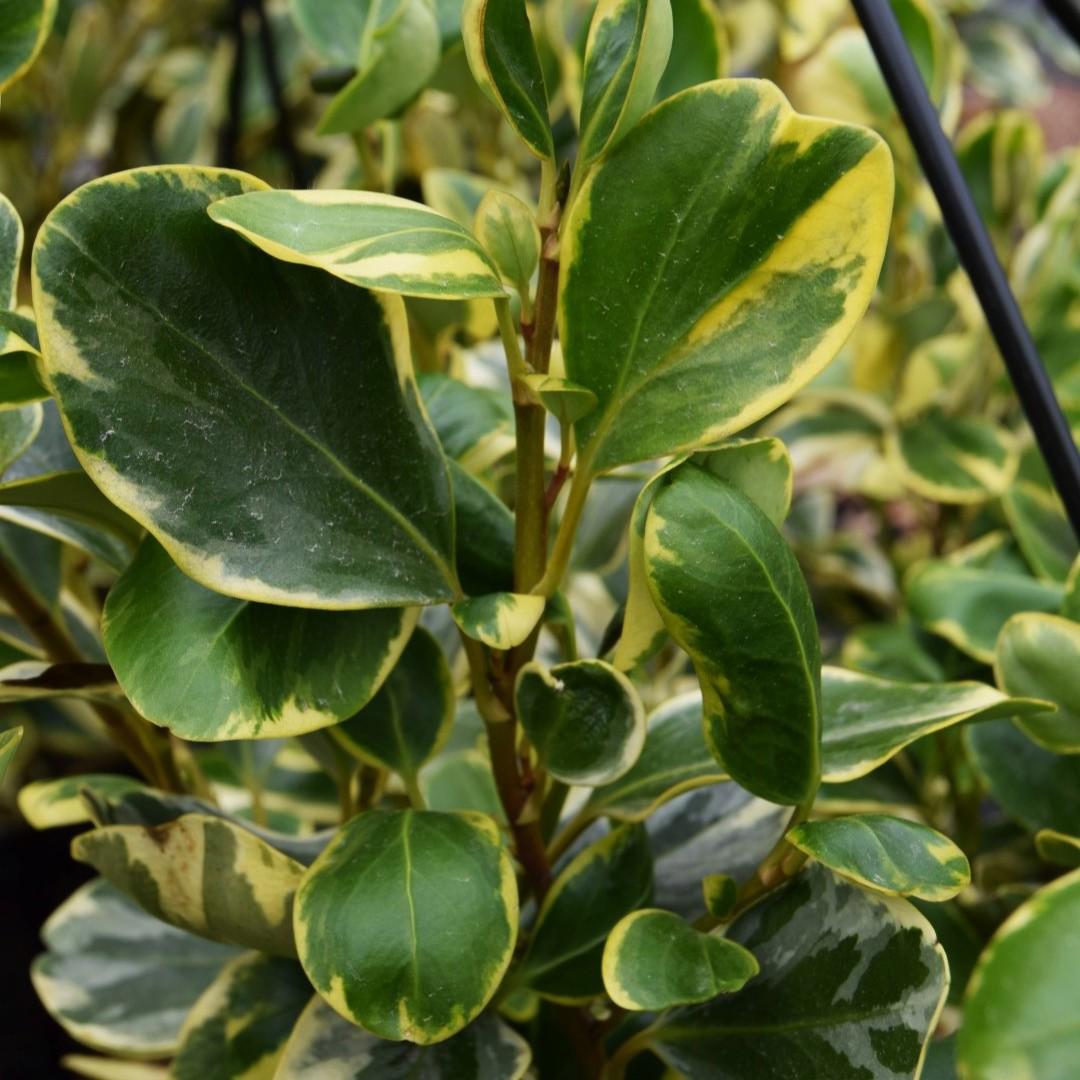 Griselinia littoralis 'Variegata' 30-40 cm