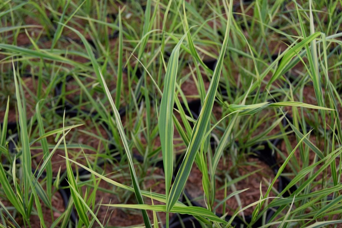 Hakonechloa macra 'Albostriata' ---