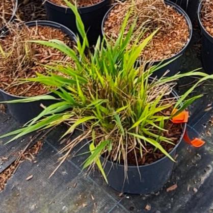 Hakonechloa macra ---