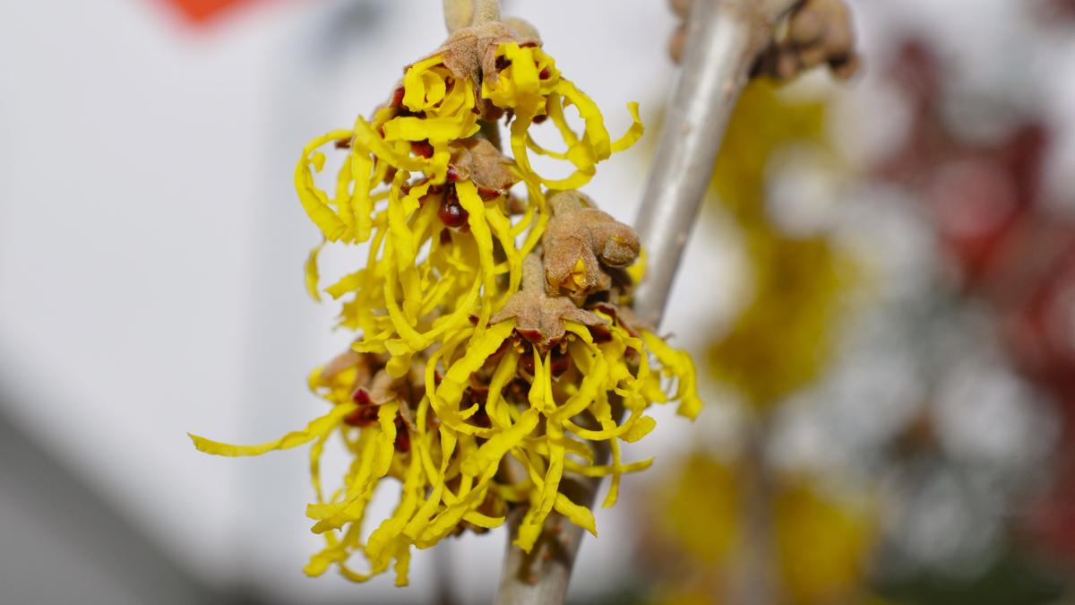 Hamamelis x intermedia 'Arnold Promise' 175-200 cm