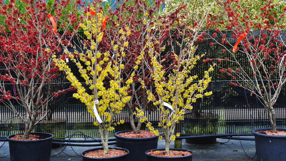 Hamamelis x intermedia 'Arnold Promise' 175-200 cm