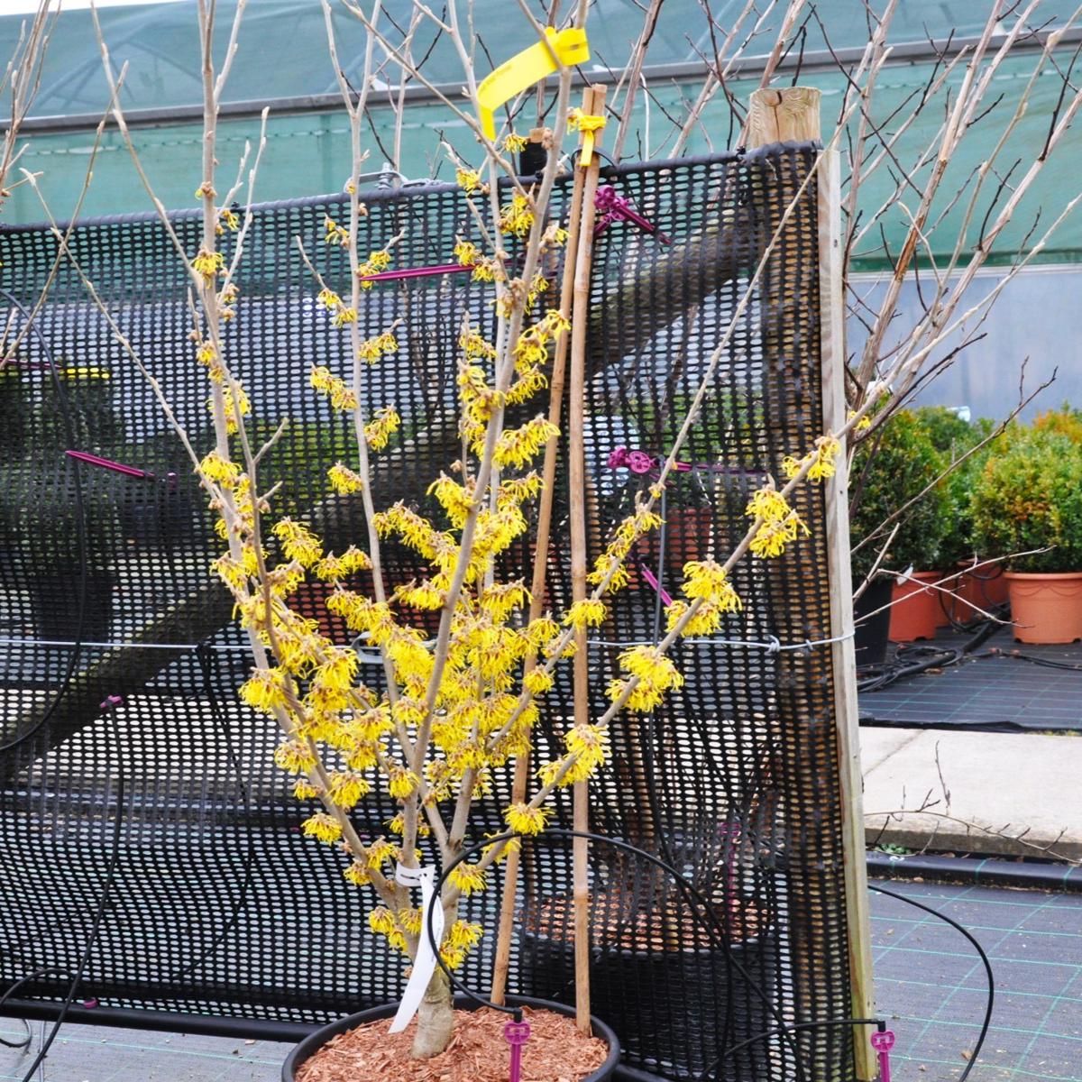 Hamamelis x intermedia 'Arnold Promise' 175-200 cm