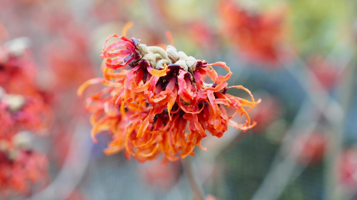 Hamamelis x intermedia 'Diane' 80-100 cm