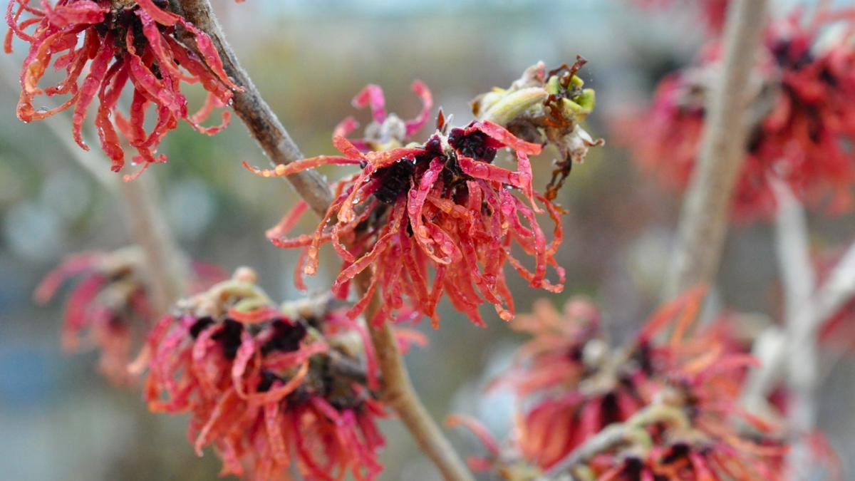 Hamamelis x intermedia 'Diane' 80-100 cm