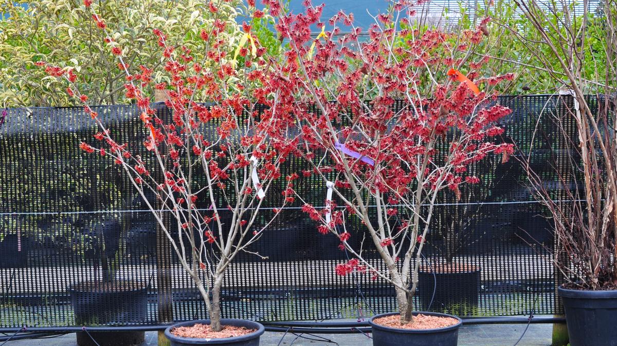 Hamamelis x intermedia 'Diane' 80-100 cm