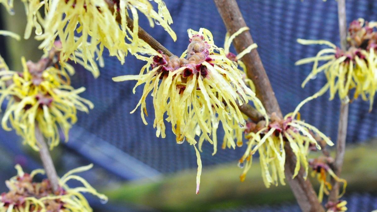 Hamamelis x intermedia 'Pallida' 125-150 cm