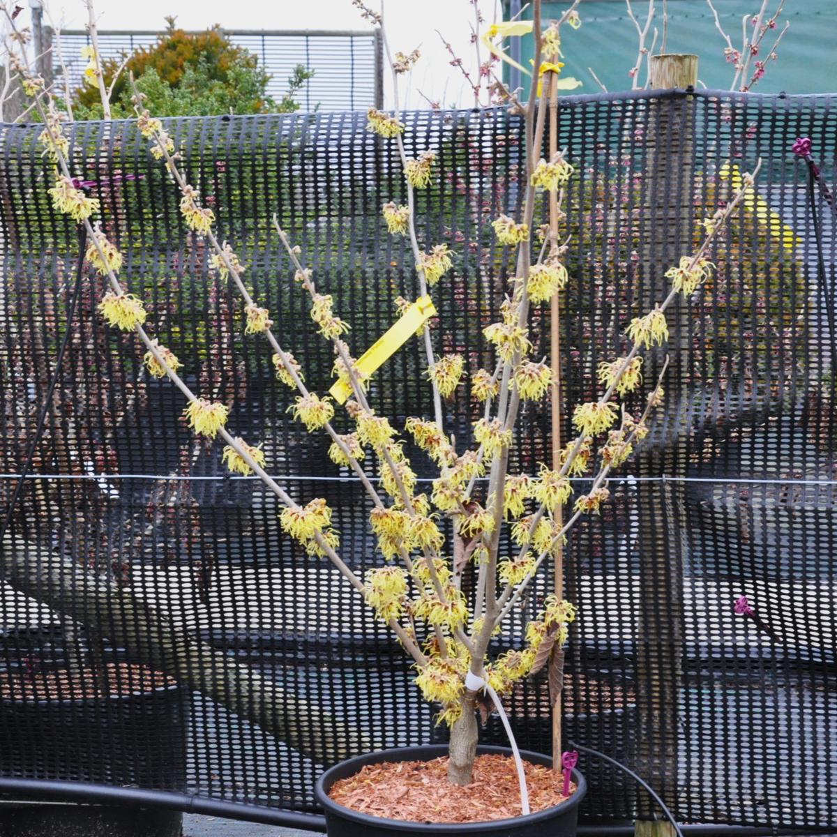 Hamamelis x intermedia 'Pallida' 125-150 cm