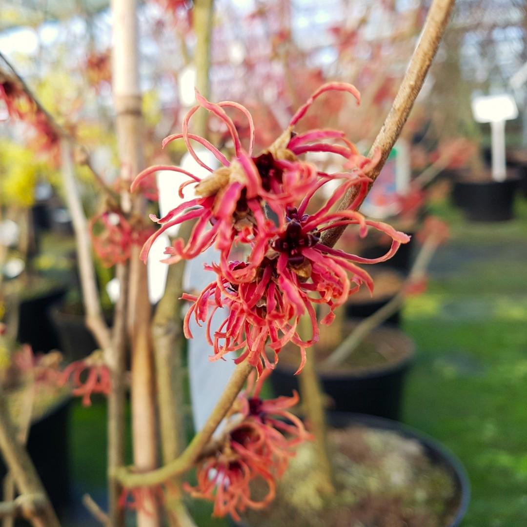 Hamamelis x intermedia 'Ruby Glow' 60-80 cm