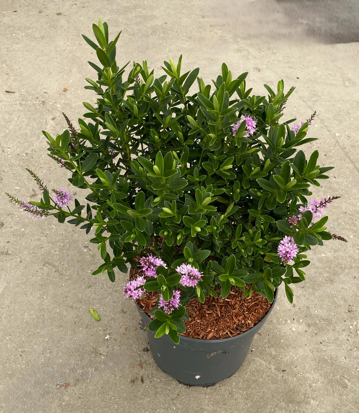 Hebe 'Mette' 30-40 cm