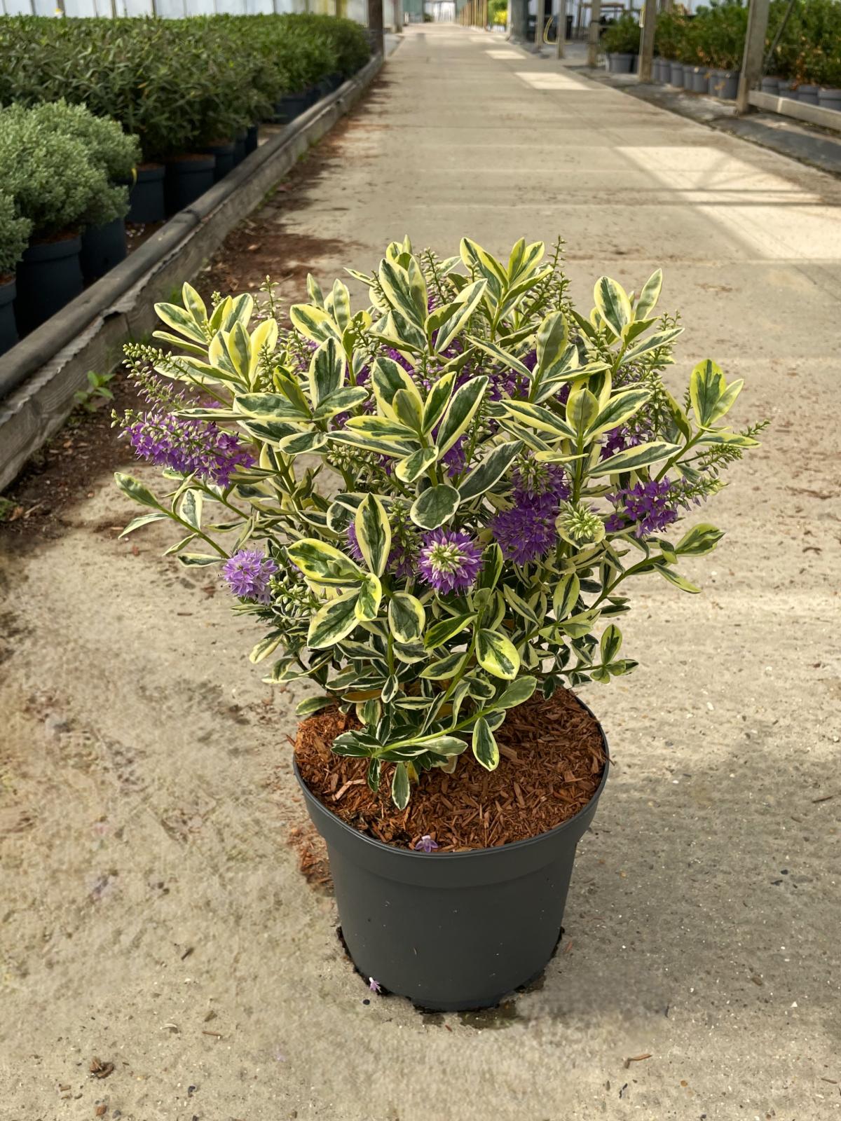 Hebe 'Silver Queen' 20-30 cm