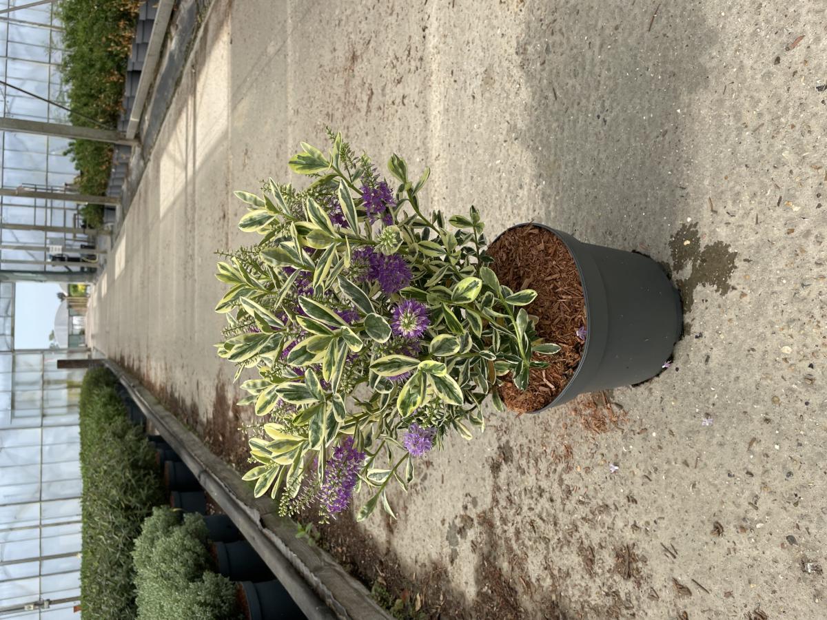 Hebe 'Silver Queen'