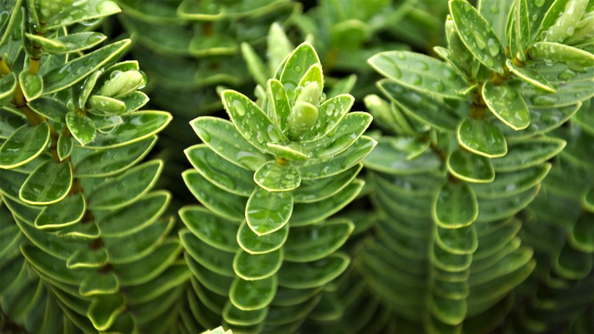 Hebe 'Wiri Mist'