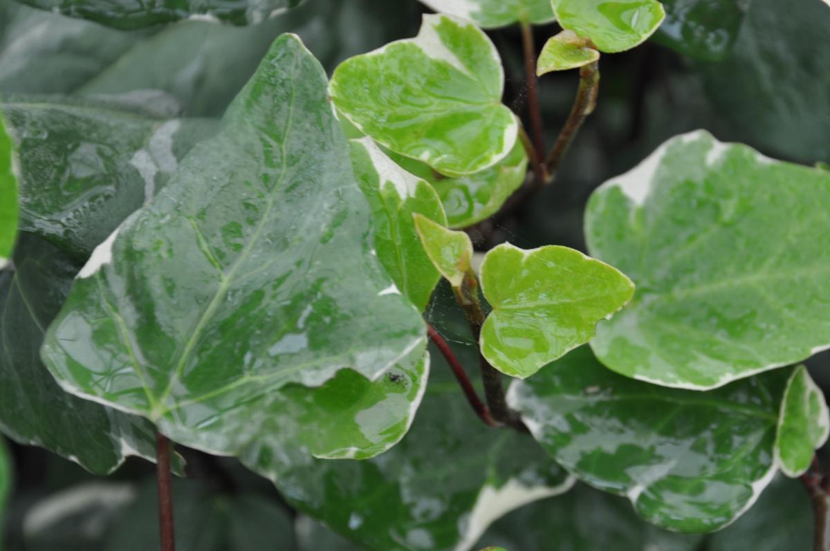 Hedera algeriensis 'Gloire de Marengo' <span class="hidden specialOffer"></span>