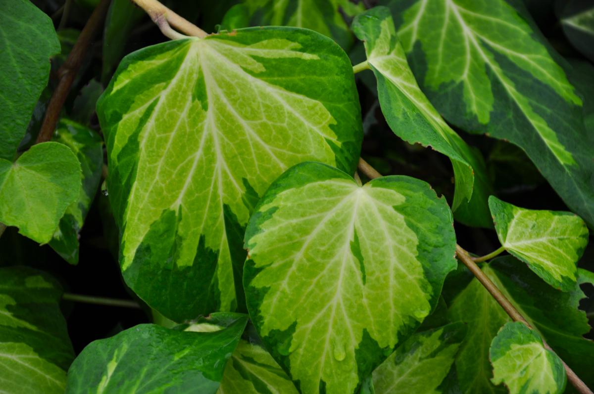 Hedera colchica 'Sulphur Heart' 60-80 cm