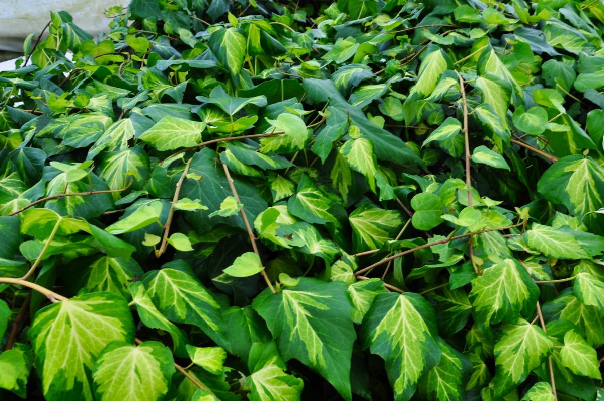 Hedera colchica 'Sulphur Heart' 150-175 cm