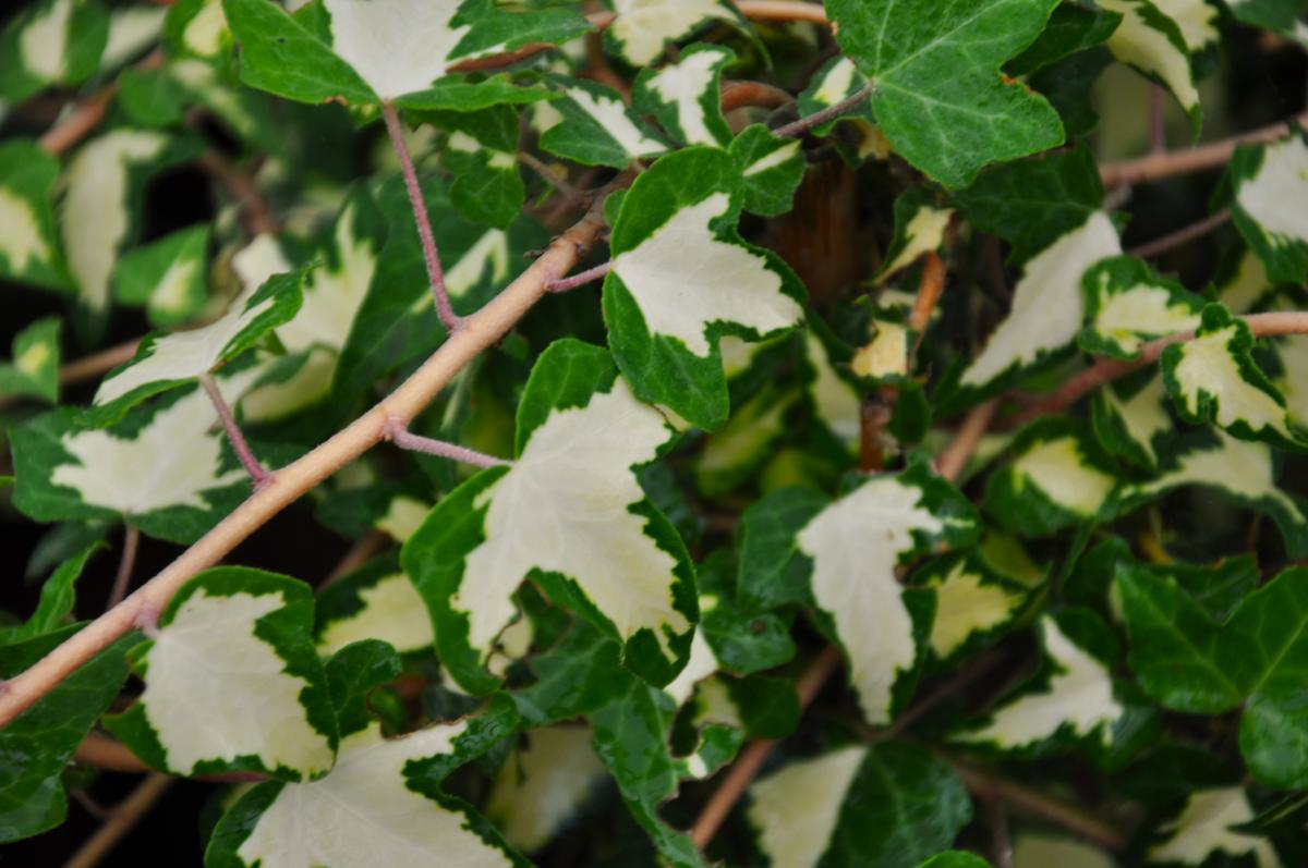 Hedera helix 'Oro di Bogliasco' 60-80 cm