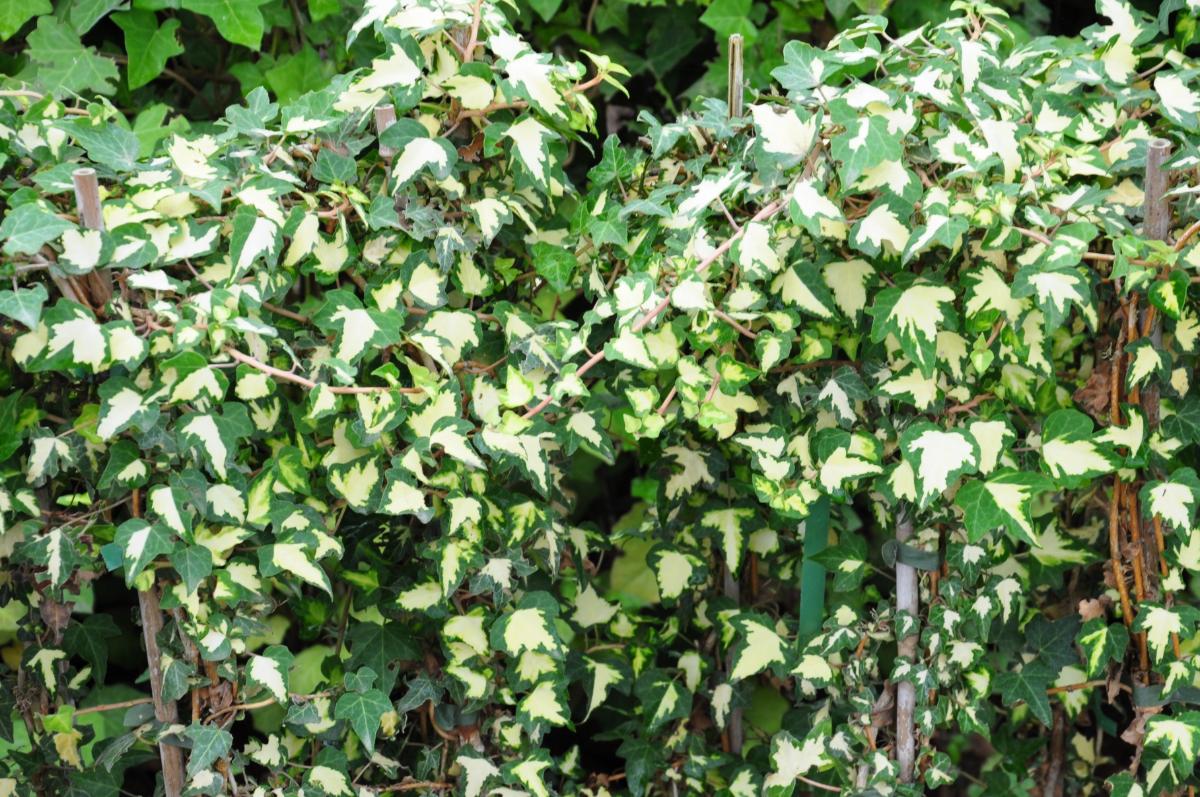 Hedera helix 'Oro di Bogliasco' 60-80 cm