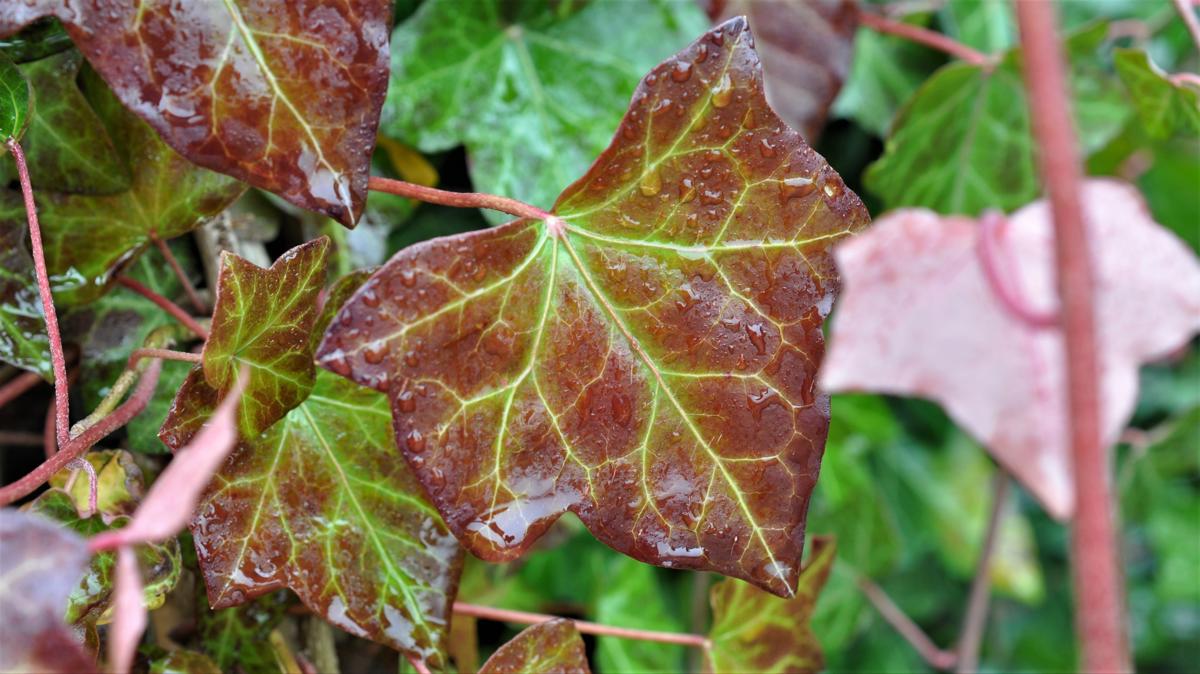 Hedera hibernica ---