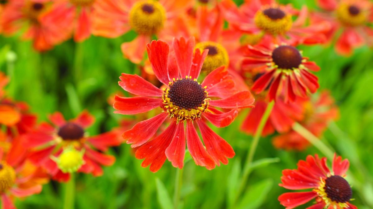 Helenium 'Moerheim Beauty' ---