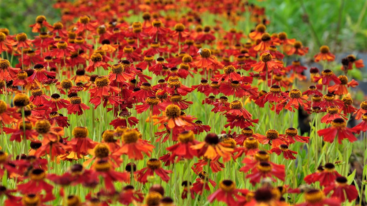 Helenium 'Moerheim Beauty' ---