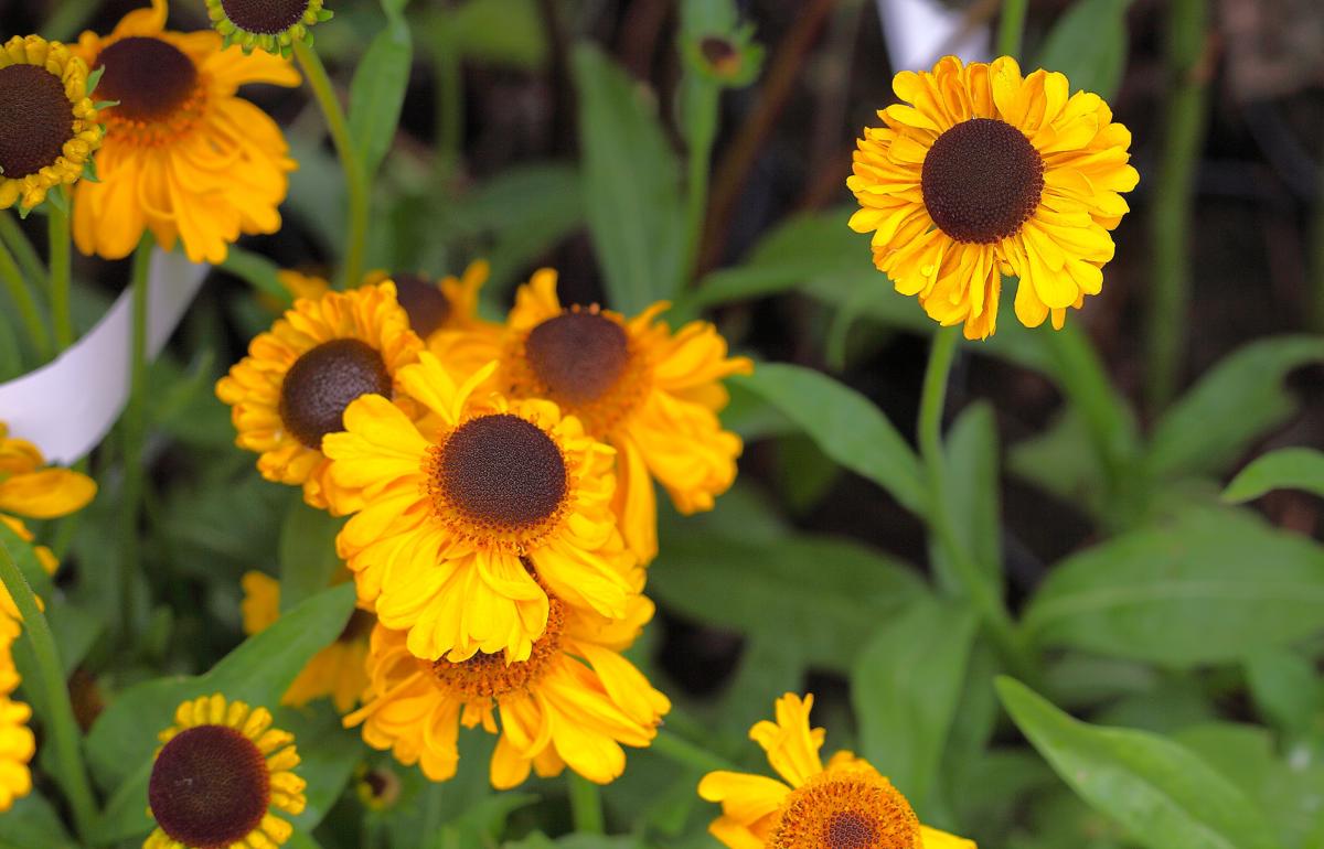 Helenium 'Sahin's Early Flowerer'